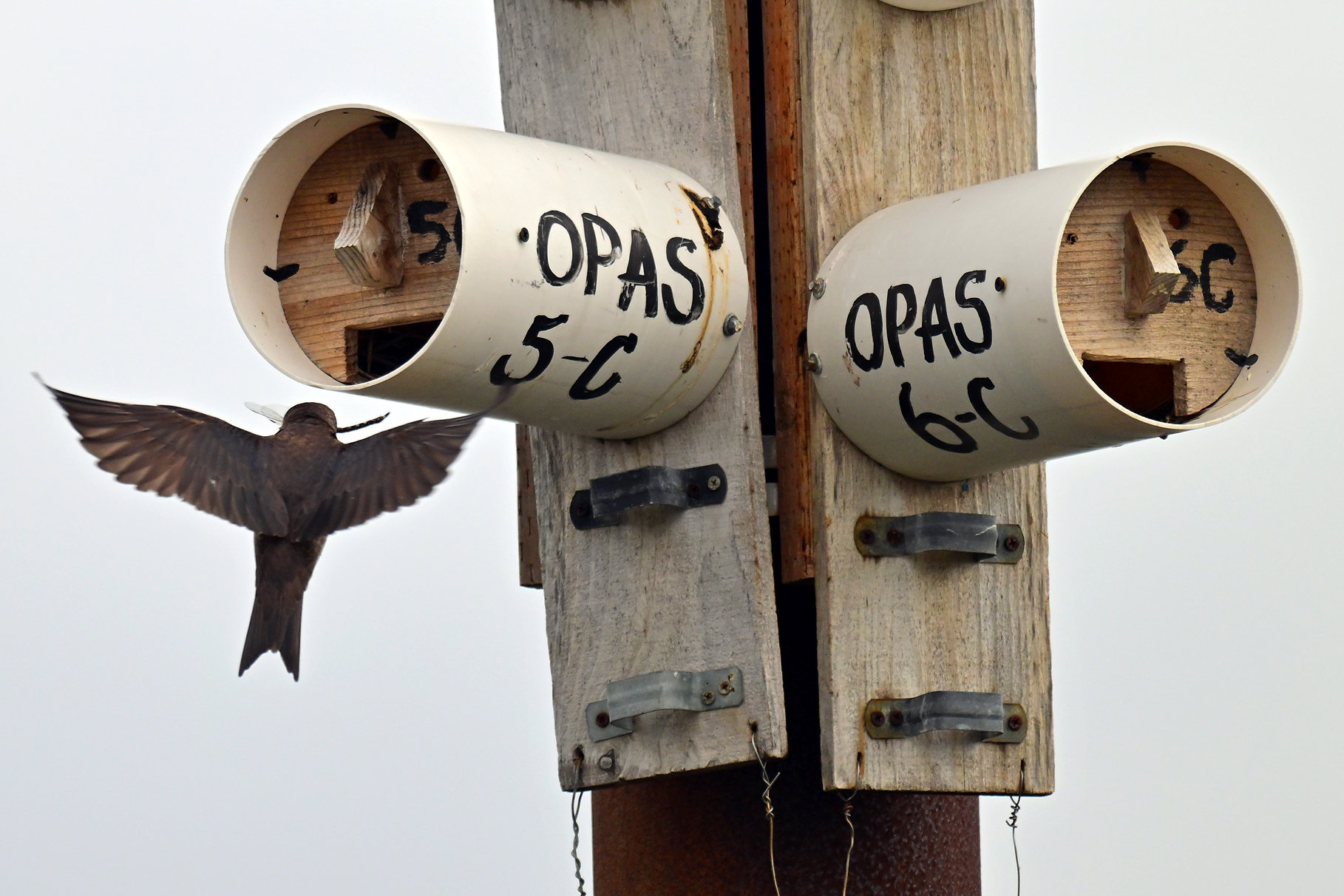 OPAS 5C